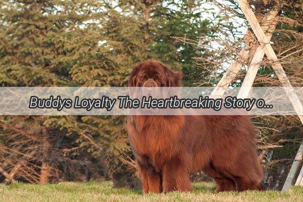 Buddys Loyalty The Heartbreaking Story of a Dog Who Saved His Owners Life